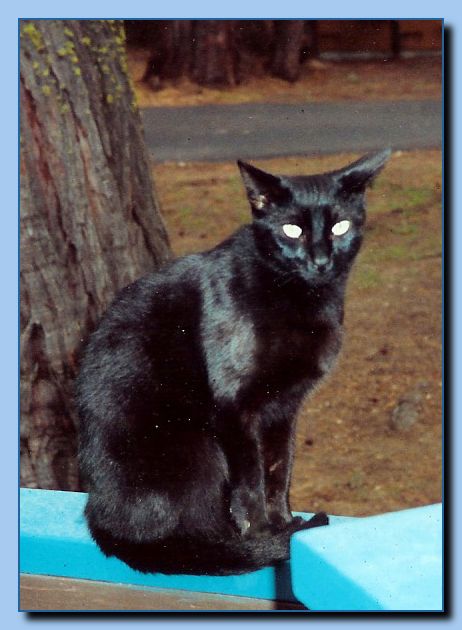 2-15  animal portrait-archive-0003